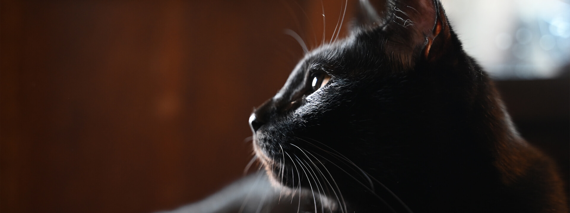 Katze