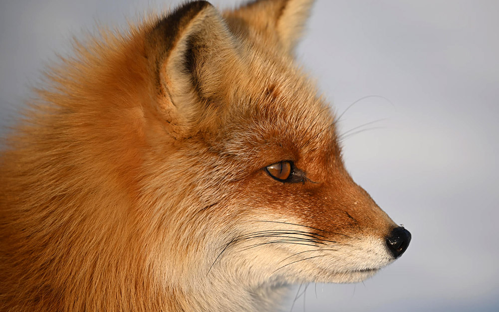 fox