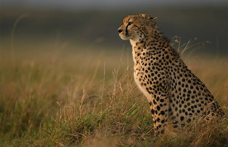 Lampart na safari