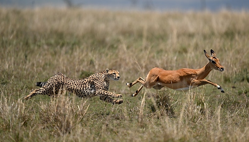Nikkor Z 400mm f/2.8 TC VR S safari