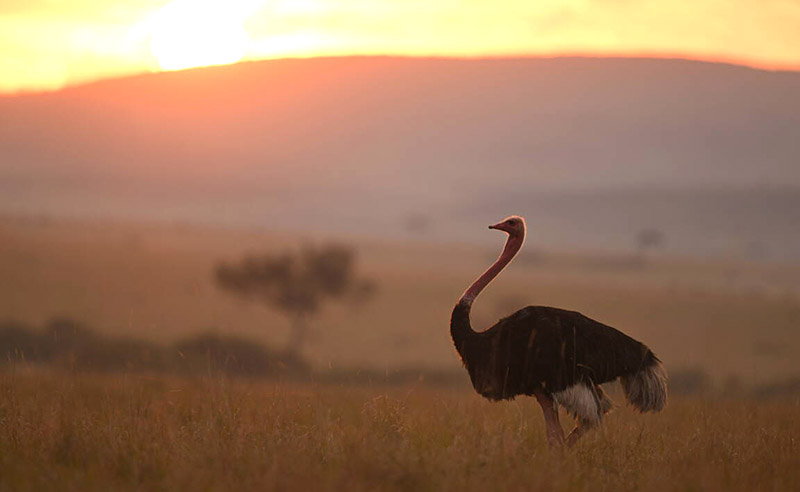 Emu w safari